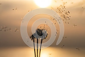 Field of dandelion in sunset