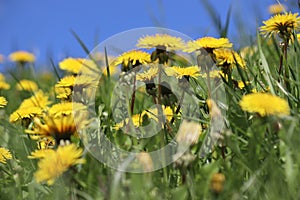 Field of dandelion (Taraxacum officinale) yellow flowers, green grass and blue sky