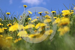 Field of dandelion (Taraxacum officinale) yellow flowers, green grass and blue sky