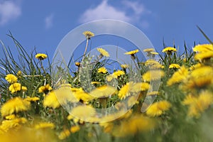 Field of dandelion (Taraxacum officinale) yellow flowers, green grass and blue sky