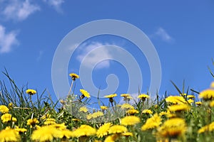 Field of dandelion (Taraxacum officinale) yellow flowers, green grass and blue sky