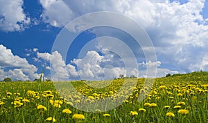 Field of dandelions