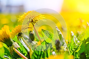 A field of dandelions. An article about summer flowers. Beautiful yellow flowers background with light. Bright summer