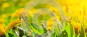 A field of dandelions. An article about summer flowers. Beautiful yellow flowers background with light. Bright summer sunny