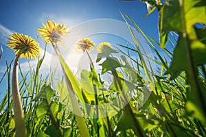 Field with dandelions and blue sky