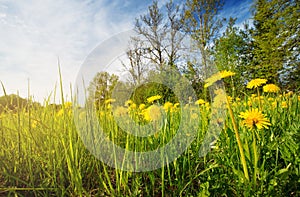 Field with dandelions and blue sky