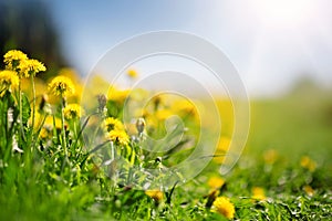 Field with dandelions and blue sky