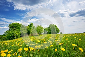 Field with dandelions and blue sky