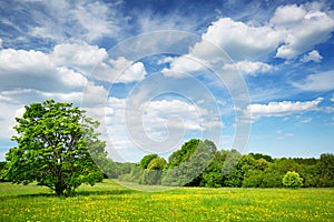 Field with dandelions and blue sky