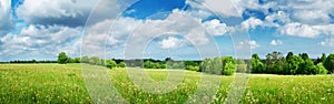 Field with dandelions and blue sky