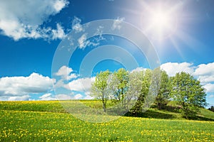 Field with dandelions and blue sky