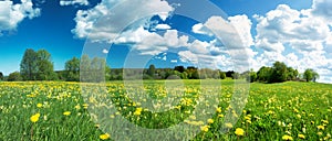 Field with dandelions and blue sky