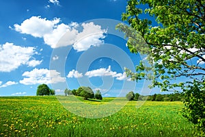 Field with dandelions and blue sky