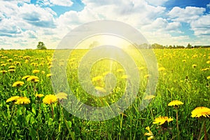 Field with dandelions and blue sky