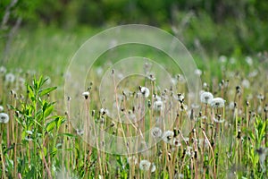 A field of dandelions with blur background