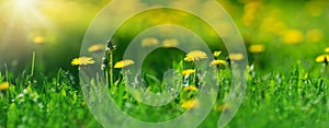 Field with dandelions. Closeup of yellow spring flowers