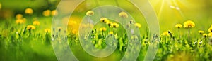 Field with dandelions. Closeup of yellow spring flowers