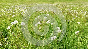 Field of dandelions due spring time