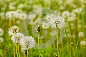 Field of dandelions meadow of white dandelion flowers.Selective focus.Field with white fluffy dandelions with sunlight