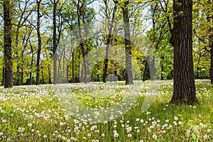 Field of dandelions in the spring morning green forest