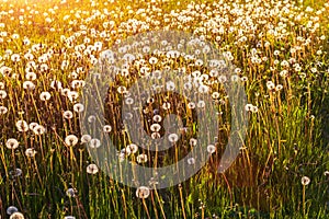 Field with dandelions at sunrise summer landscape mood fresh
