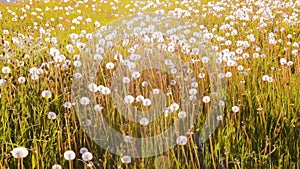 Field with dandelions at sunrise summer landscape mood fresh