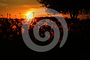 Field of Dandelions at Sunset