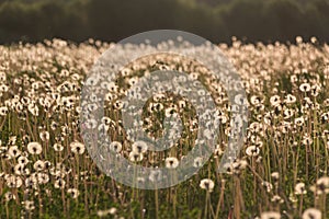 Field of dandelions at sunset