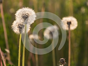 Field of dandelions at sunset