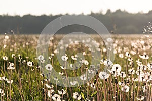 Field of dandelions at sunset