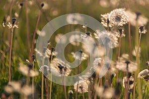 Field of dandelions at sunset