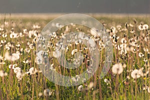 Field of dandelions at sunset