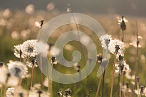 Field of dandelions at sunset