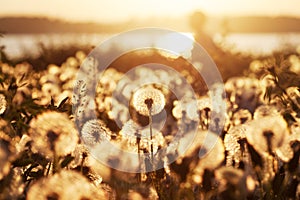 Field of dandelions at sunset with natural background