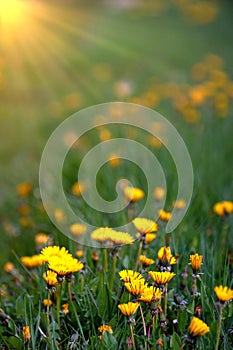 field with Dandelions at sunset, spring and nature theme