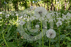 Field with dandelions