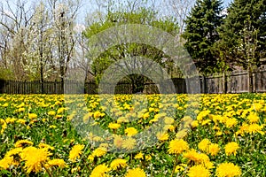 Field of dandelions
