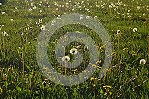 The field of dandelions, the wind polinated plants