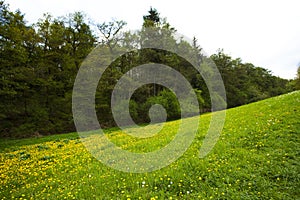 Field of dandelions in the woods against the sky