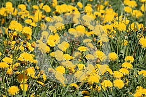 Field of dandelions yellow flowers and green grass