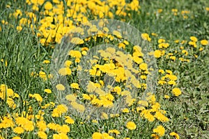 Field of dandelions yellow flowers and green grass