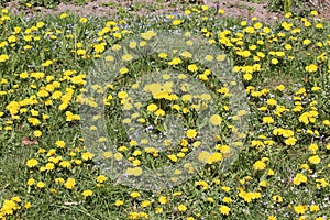 Field of dandelions yellow flowers and green grass in garden