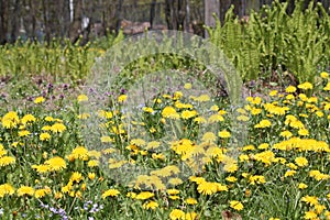 Field of dandelions yellow flowers and green grass in garden
