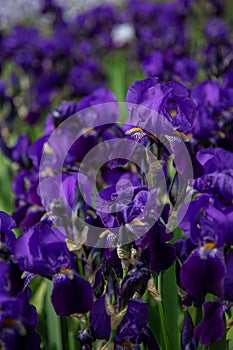 A field of dark blue iris flowers (iridaceae)