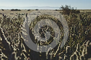 A field of desert weeds in the sunlight