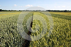 A field with different types of wheat