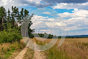 Field and dirt road near the forest. Summer landscape