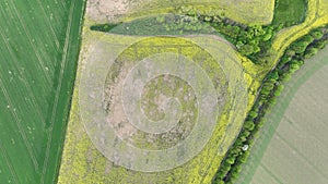 Field disaster vole common Microtus arvalis oilseed extremely attacked rape Brassica napus drone aerial plant infested photo