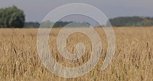 The field is dotted with organic, beautiful, textured, yellow ears of wheat