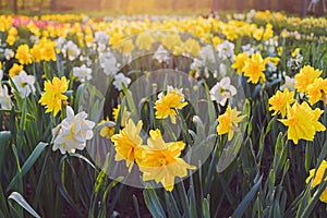 Field of Double Daffodils